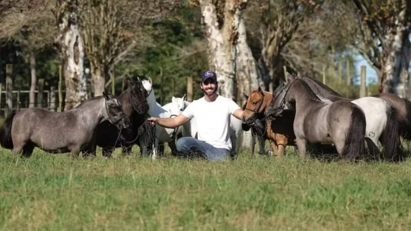 Criação de pôneis cresce no Brasil e vira nova aposta de negócios no campo