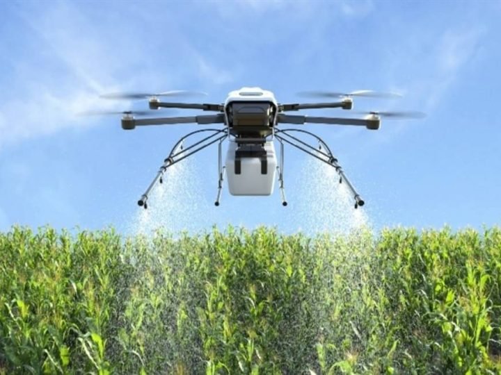 Drones e IA conseguem antecipar rendimento do milho com mais de 92% de precisão