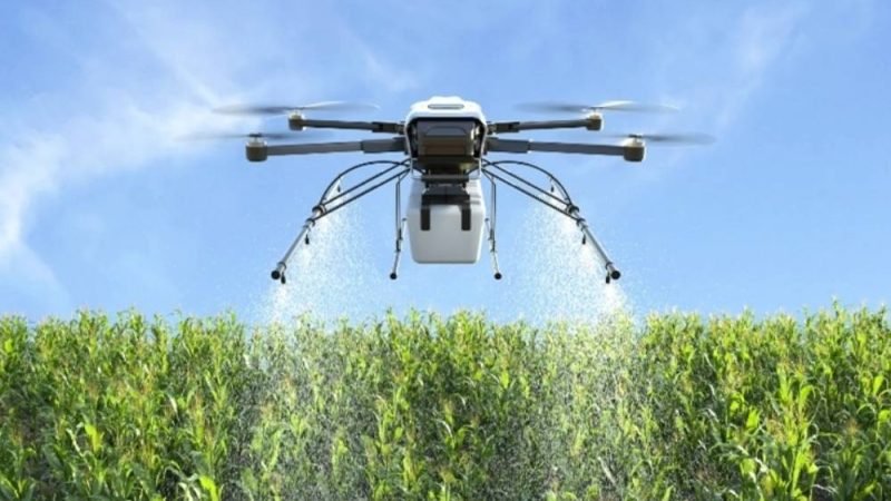 Drones e IA conseguem antecipar rendimento do milho com mais de 92% de precisão