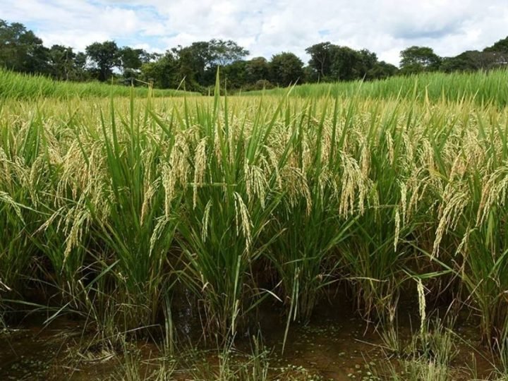 Embrapa identifica plantas resistentes a praga que ameaça lavouras