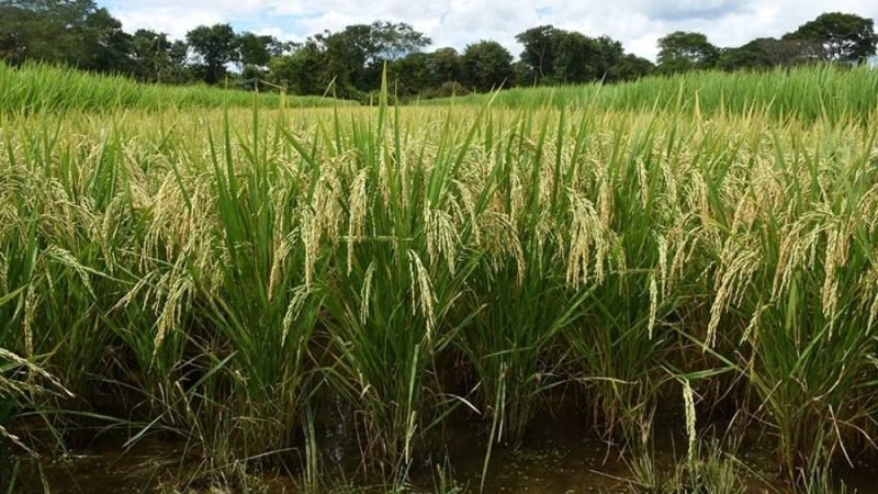 Embrapa identifica plantas resistentes a praga que ameaça lavouras