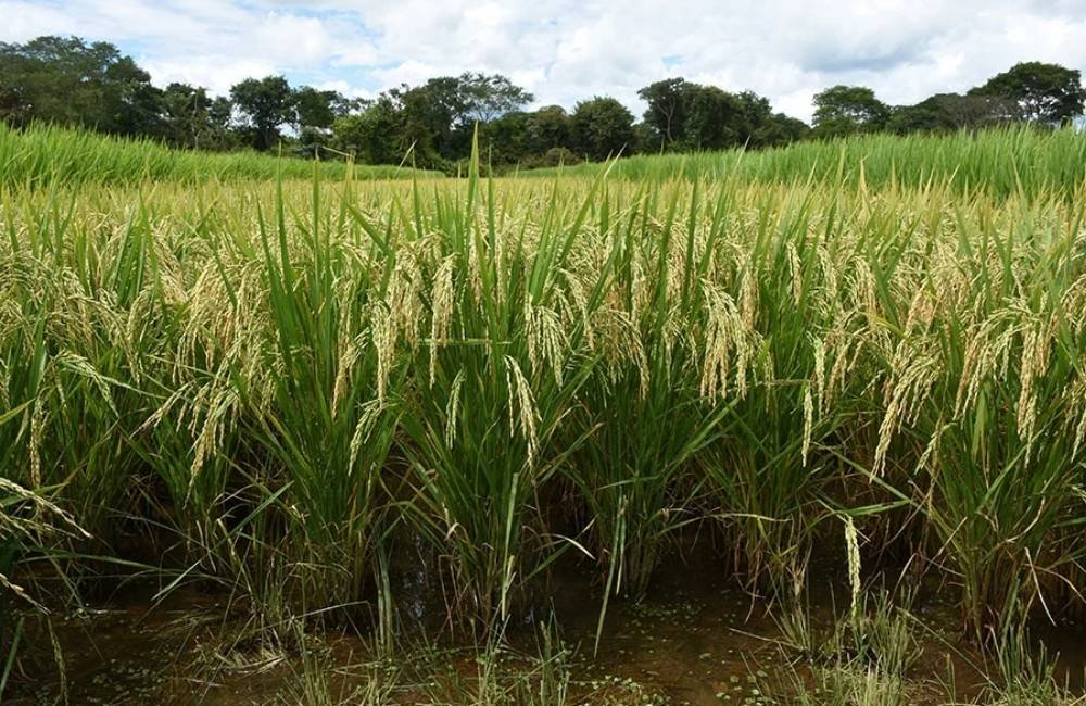 Embrapa identifica plantas resistentes a praga que ameaça lavouras