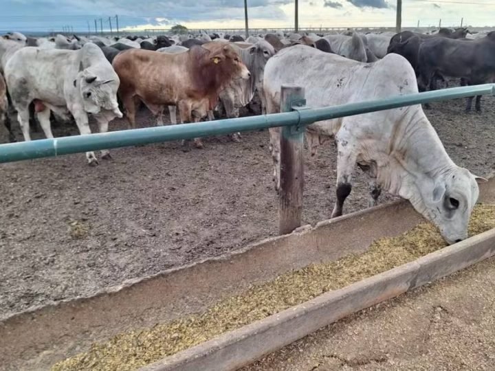 Espaço adequado no confinamento é essencial para o bem-estar do gado