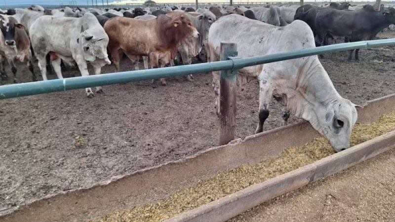 Espaço adequado no confinamento é essencial para o bem-estar do gado