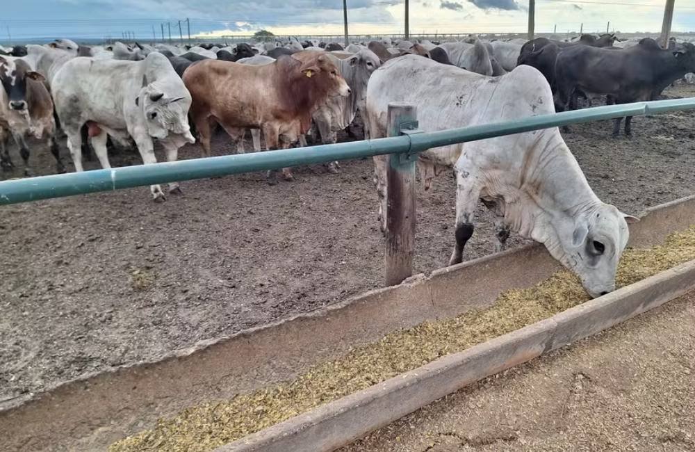 Espaço adequado no confinamento é essencial para o bem-estar do gado