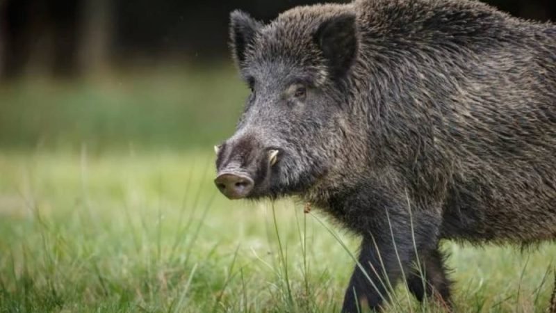 Explosão de javalis ameaça lavouras, rebanhos e saúde animal no Brasil