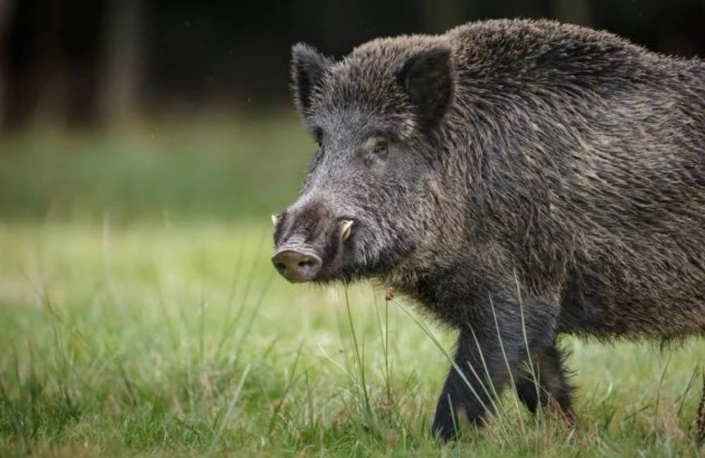 Explosão de javalis ameaça lavouras, rebanhos e saúde animal no Brasil
