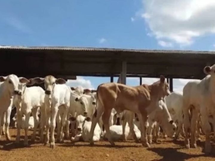 Falha no colostro ameaça bezerros e preocupa pecuaristas
