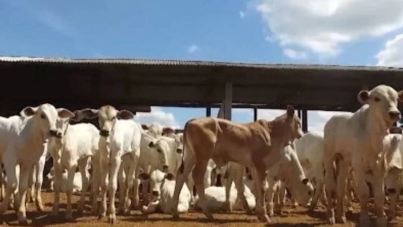 Falha no colostro ameaça bezerros e preocupa pecuaristas