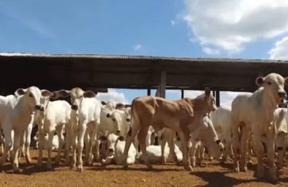 Falha no colostro ameaça bezerros e preocupa pecuaristas
