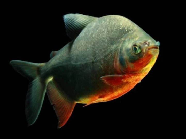 Genoma de peixe brasileiro é mapeado e pode impulsionar a aquicultura
