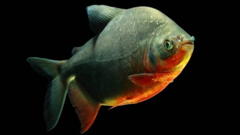 Genoma de peixe brasileiro é mapeado e pode impulsionar a aquicultura