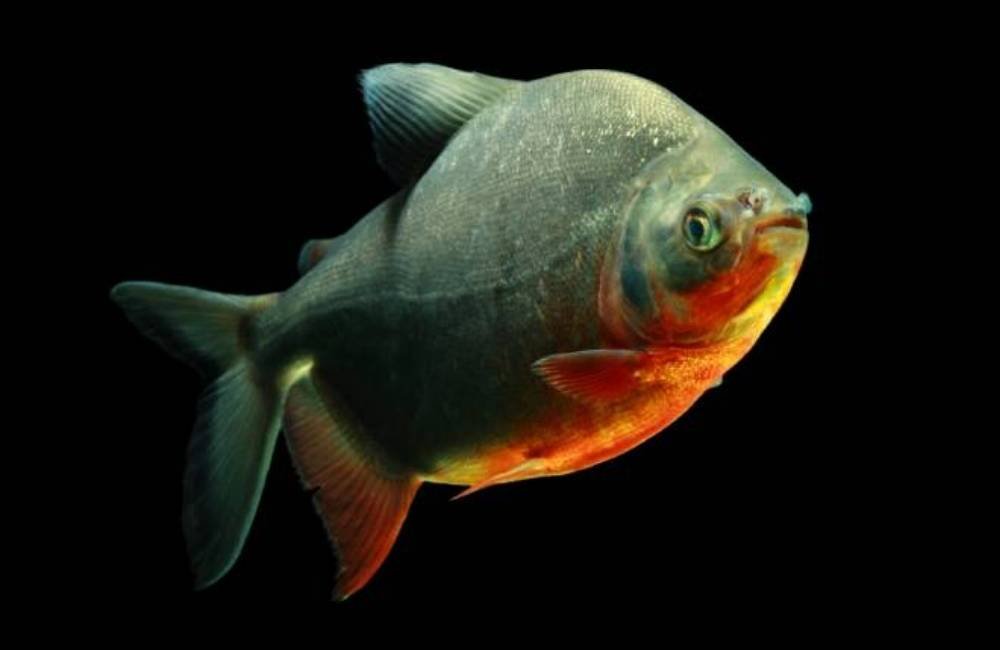 Genoma de peixe brasileiro é mapeado e pode impulsionar a aquicultura