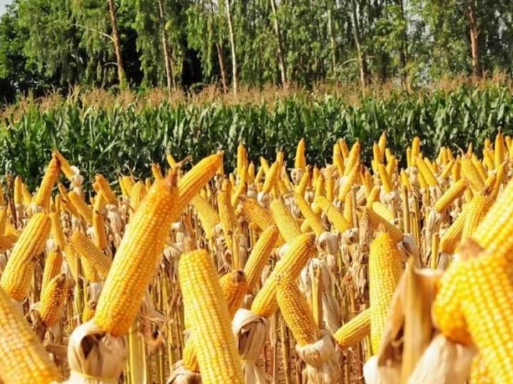 Goiás acelera industrialização do agro com novas plantas da Inpasa e Comigo