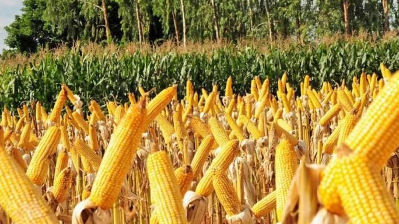 Goiás acelera industrialização do agro com novas plantas da Inpasa e Comigo