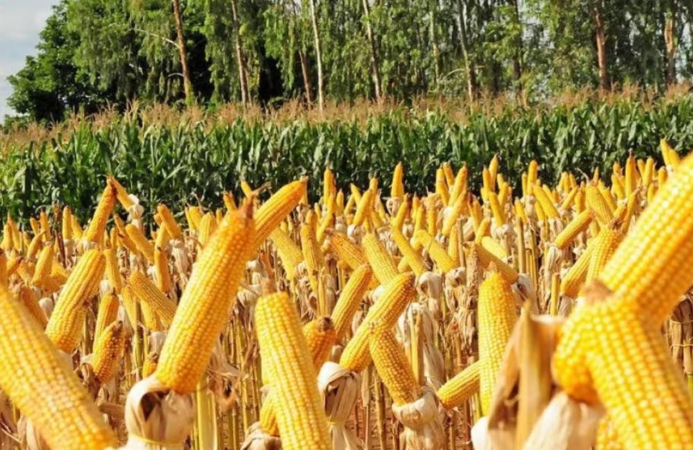Goiás acelera industrialização do agro com novas plantas da Inpasa e Comigo