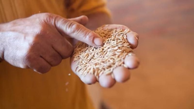 Governo libera R$ 849,7 milhões para reforçar estoques de alimentos