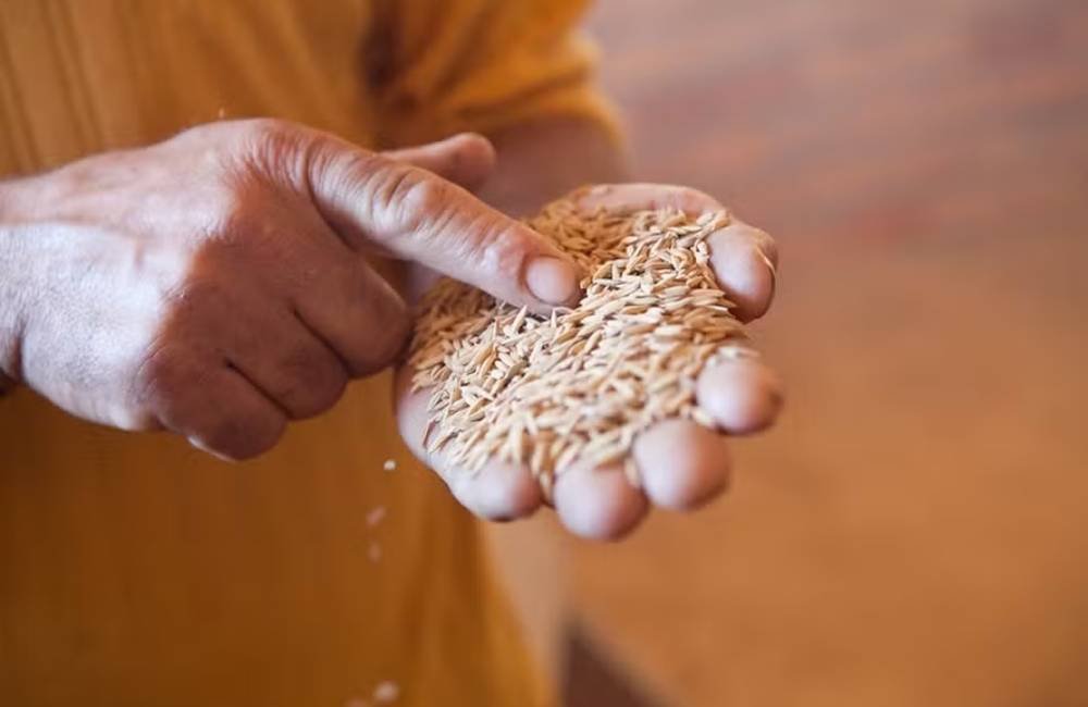 Governo libera R$ 849,7 milhões para reforçar estoques de alimentos