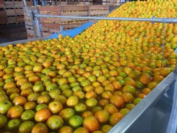 Governo libera até R$ 10 milhões para apoiar venda de laranja