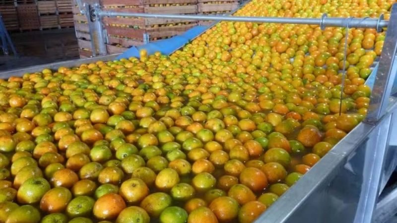 Governo libera até R$ 10 milhões para apoiar venda de laranja