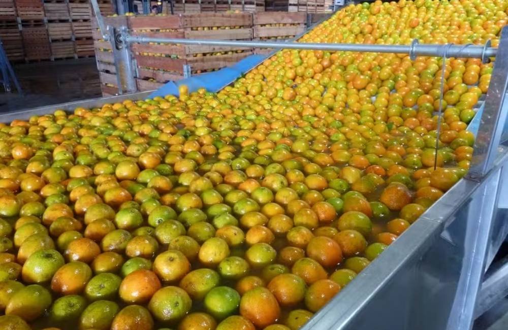 Governo libera até R$ 10 milhões para apoiar venda de laranja