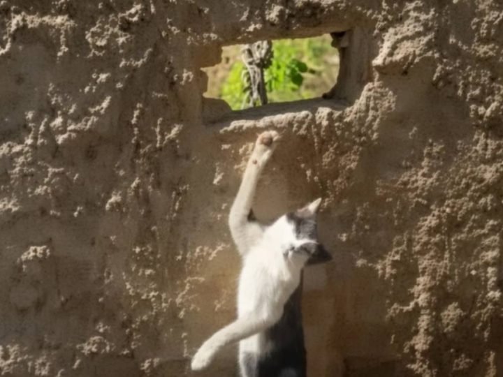 Homem é preso suspeito de matar gato da vizinha com armadilha em Goiânia