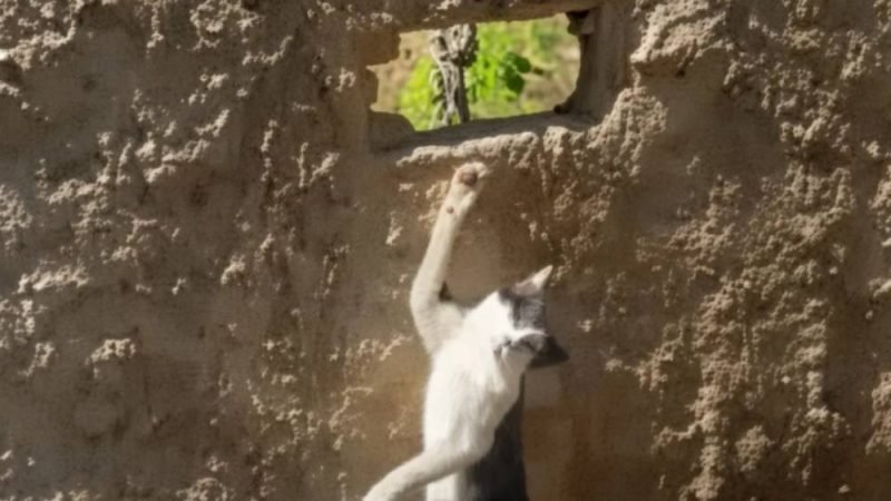 Homem é preso suspeito de matar gato da vizinha com armadilha em Goiânia