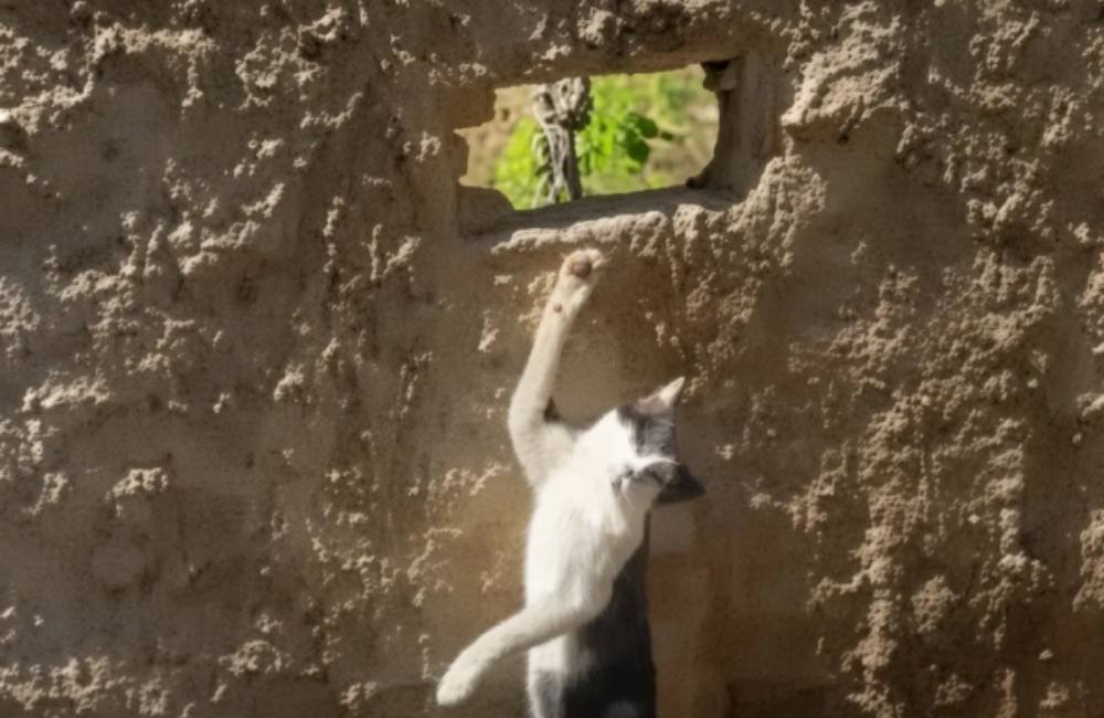 Homem é preso suspeito de matar gato da vizinha com armadilha em Goiânia