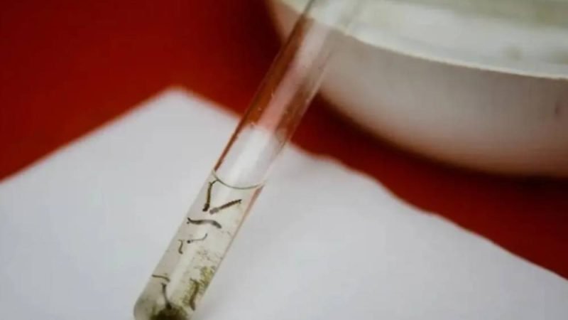 IA consegue antecipar ciclos da dengue em Goiânia