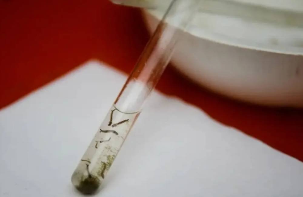 IA consegue antecipar ciclos da dengue em Goiânia