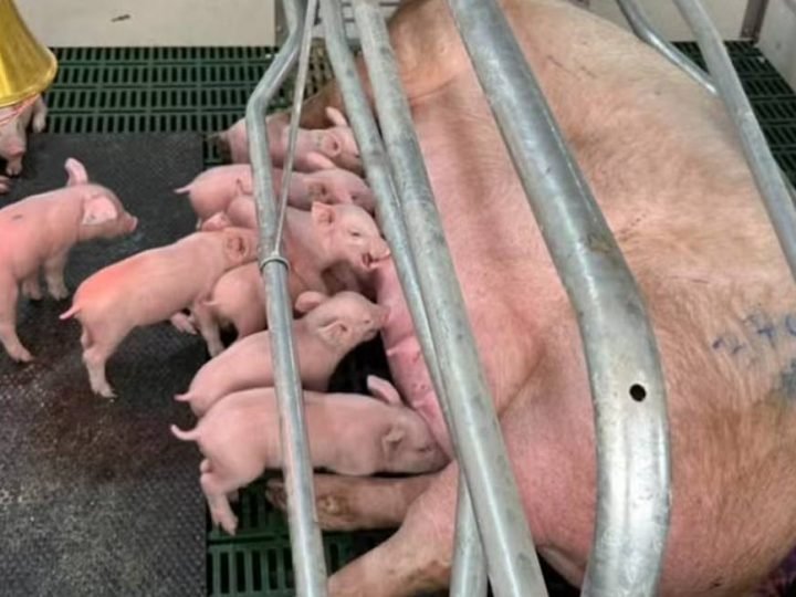 IA monitora leitões e pode reduzir mortes nas granjas