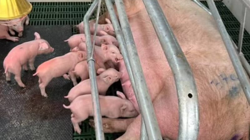 IA monitora leitões e pode reduzir mortes nas granjas