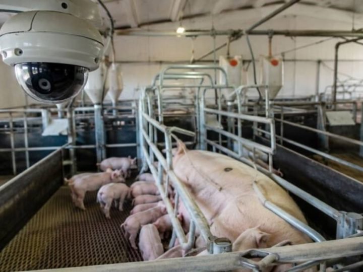 IA monitora porcas 24 horas e ajuda a reduzir mortes de leitões nas granjas