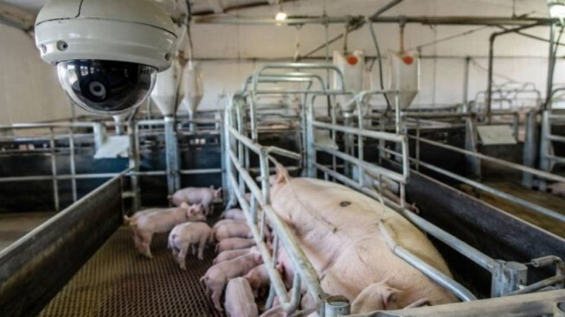 IA monitora porcas 24 horas e ajuda a reduzir mortes de leitões nas granjas