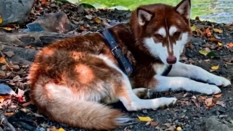 Justiça determina que ex-companheiro pague pensão para cachorro após separação