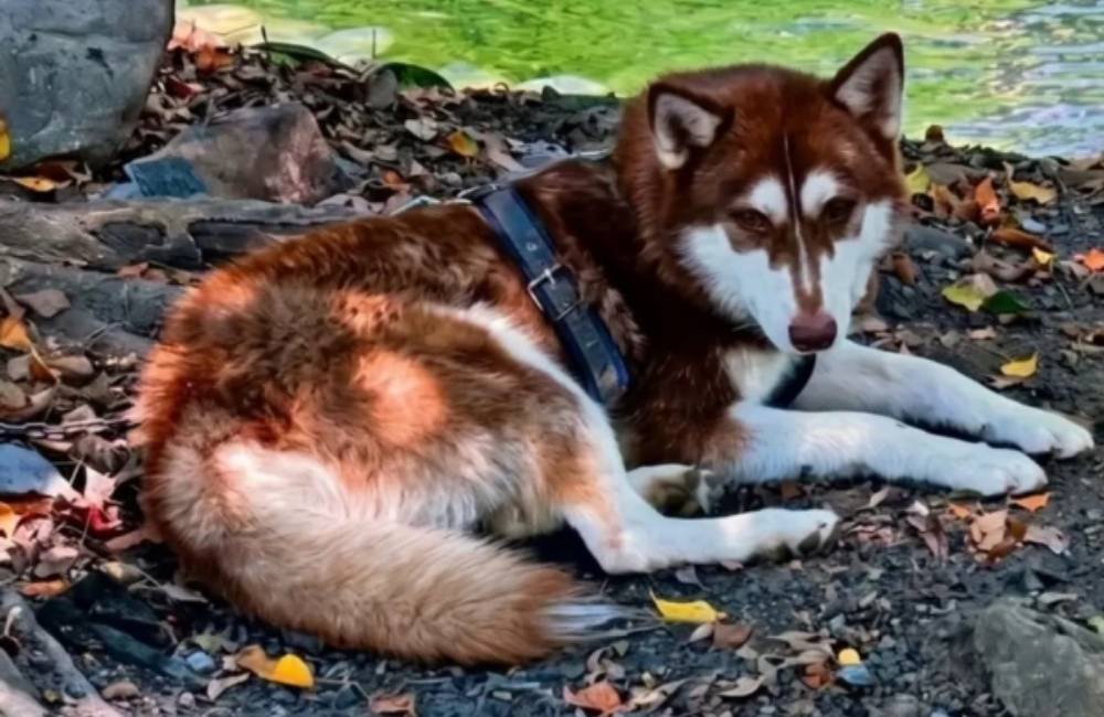 Justiça determina que ex-companheiro pague pensão para cachorro após separação
