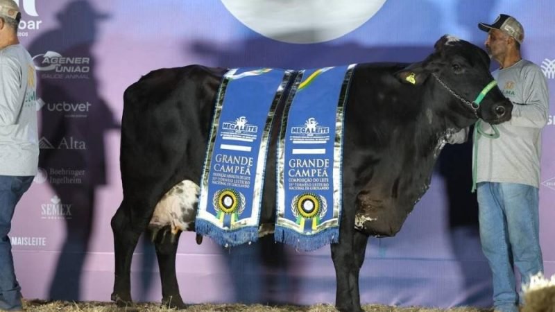 Menos vacas, mais leite: Genética transforma a produção no Brasil