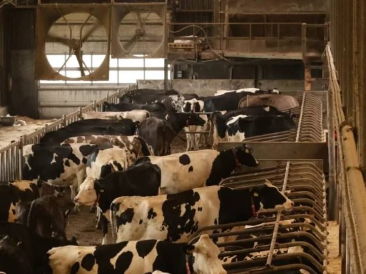 Mercado de genética bovina cresce e acelera uso de tecnologia na pecuária