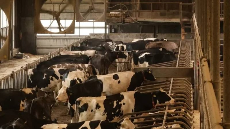 Mercado de genética bovina cresce e acelera uso de tecnologia na pecuária