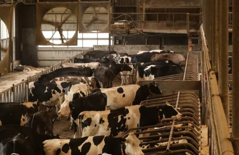 Mercado de genética bovina cresce e acelera uso de tecnologia na pecuária