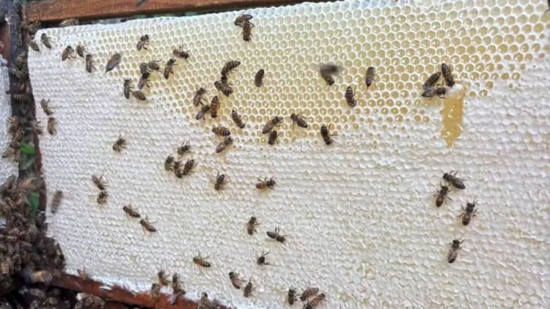 Missão da União Europeia avalia exportadores de aves e mel
