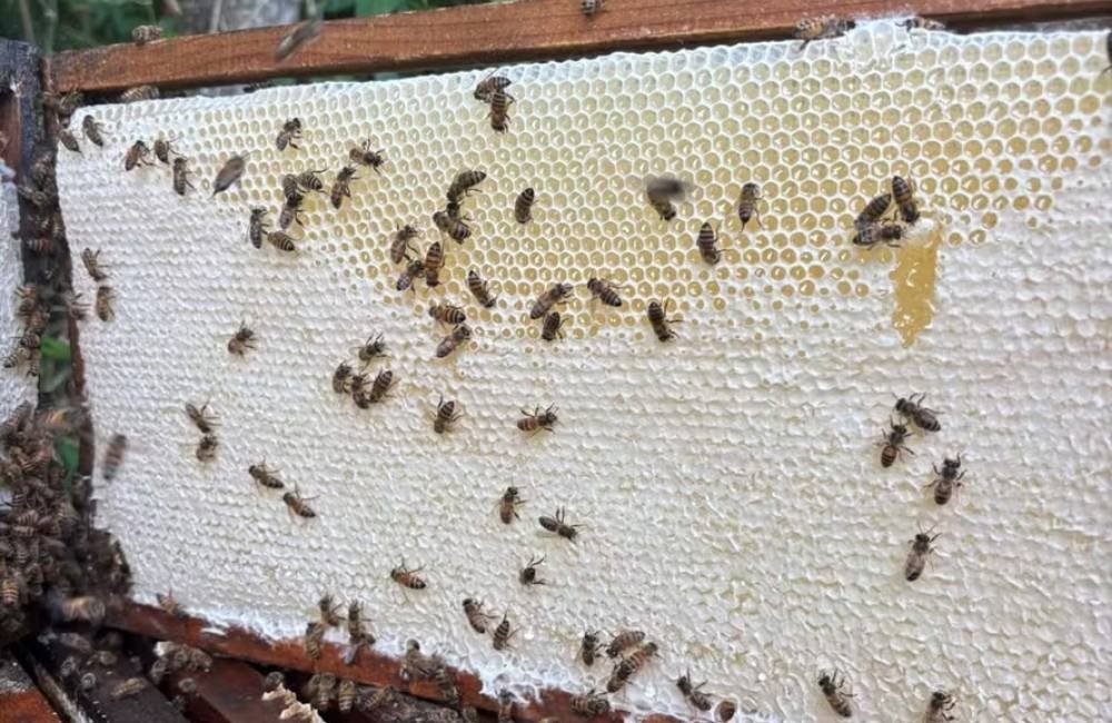 Missão da União Europeia avalia exportadores de aves e mel