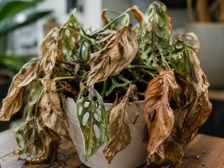 Monstera “morre afogada” e revela 3 erros que podem destruir uma planta