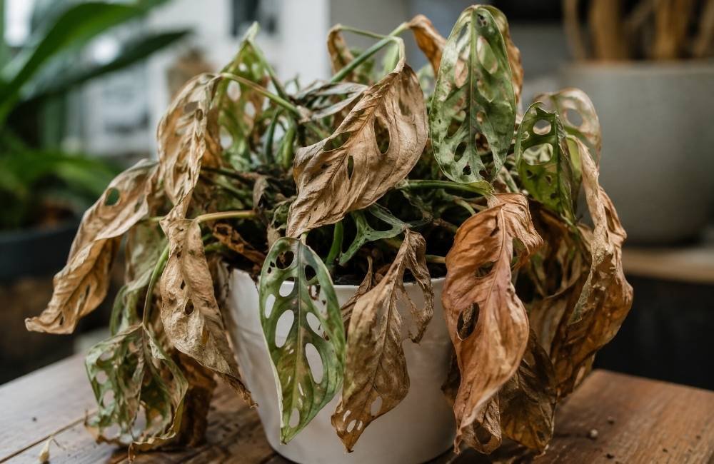 Monstera “morre afogada” e revela 3 erros que podem destruir uma planta