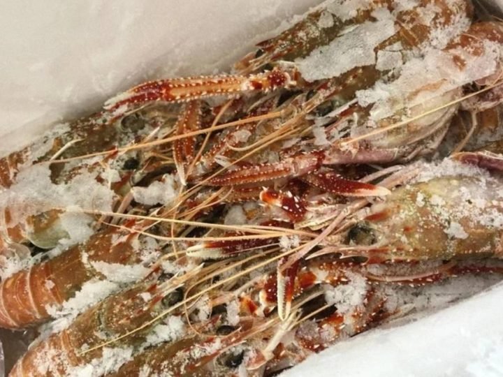 Nova regra reforça cuidados com pescado em embarcações