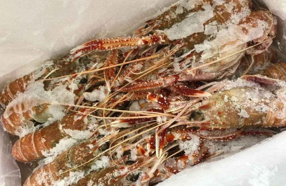 Nova regra reforça cuidados com pescado em embarcações