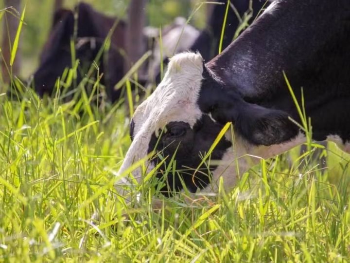 Novo caso de raiva bovina e 27 mortes em 2026 acendem alerta no campo