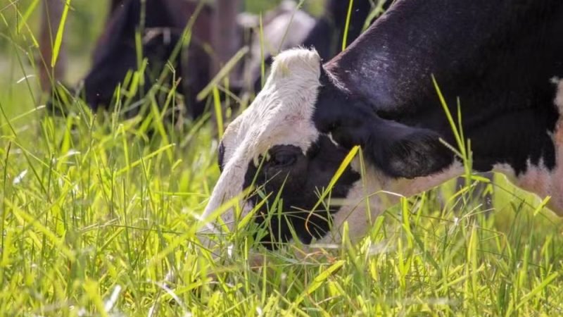 Novo caso de raiva bovina e 27 mortes em 2026 acendem alerta no campo