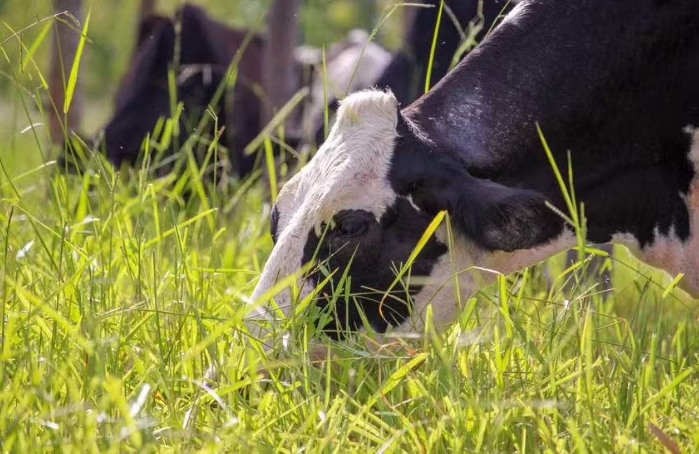 Novo caso de raiva bovina e 27 mortes em 2026 acendem alerta no campo