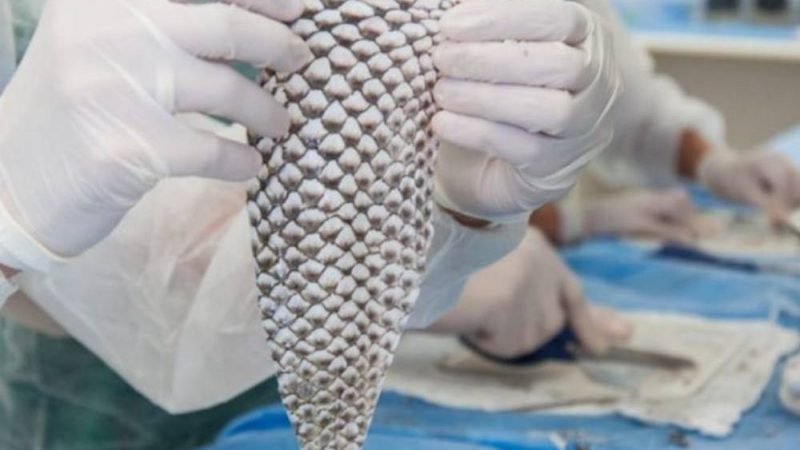 Pele de tilápia vira curativo e ganha fábrica pioneira no Ceará